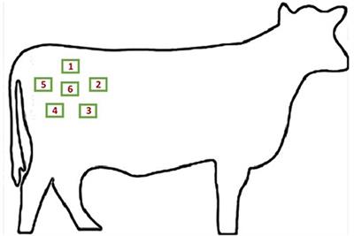 Evaluation of Hair Characteristics and Animal Age on the Impact of Hair Cortisol Concentration in Feedlot Steers